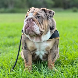 Avocado the English Bulldog