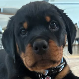 D E B B I E  T H E   D O G