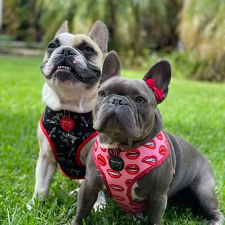 JAX & LULU ™️
