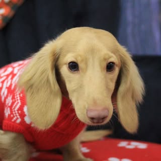 Mars the Weenie🚀💫🐾