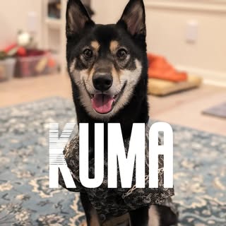 🐻 Kuma.Shiba.Seattle 🐶