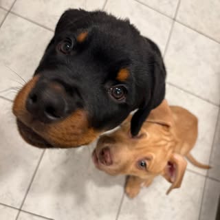 Marley &Melon’s 🌎 | Puppy Duo