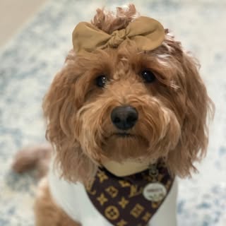 Liz | Char & Chloe | Dog Friendly Lifestyle + Decor + Fun + Wine