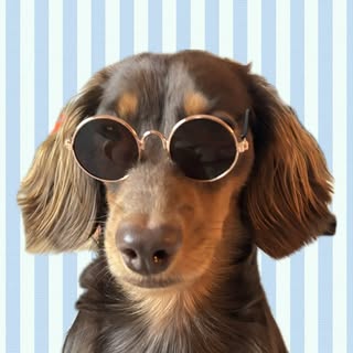 little milo | dachshund