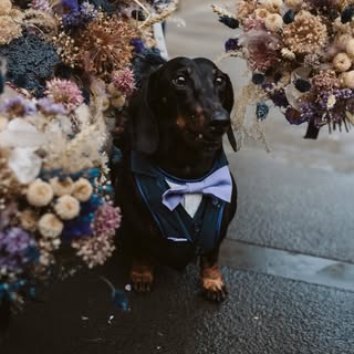 Ronnie_Dachshund
