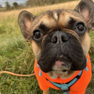 Alfie the Rescue Frenchie 🐾 Seizures + hydrocephalus