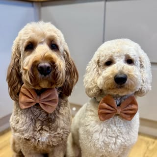 🧡 𝗖𝗢𝗖𝗢 & 𝗕𝗘𝗟𝗟𝗔 💛
