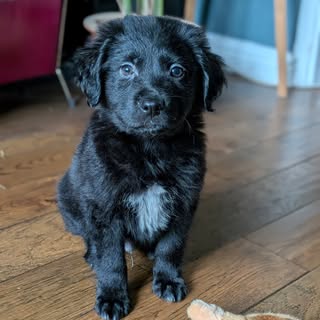 Mambo