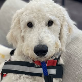 Skipper
