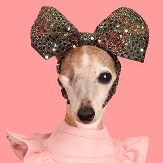 Chelsea Chic Senior Italian Greyhound