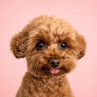 Beignet