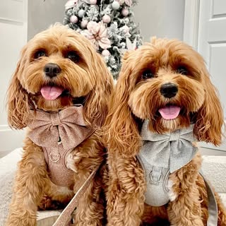 Mia & Daisy
