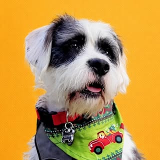 Gus The Rescue