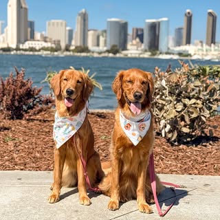 Layla & Lizzy | The Golden Girls of San Diego