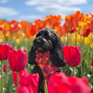 🐾Patu The Cockapoo🐾