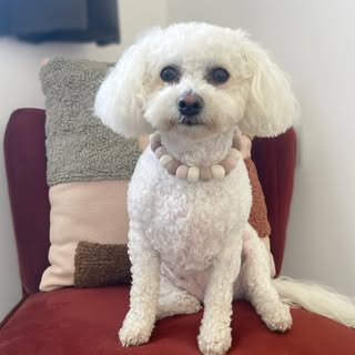 Pippa 💜