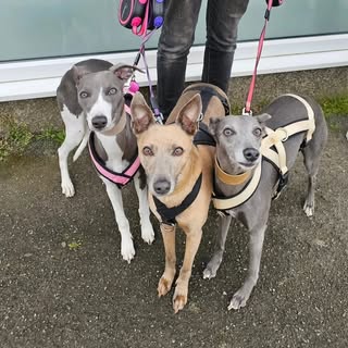 Winnie, Maisie, Margot, Ed & Bella