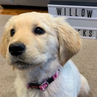 𝐖𝐈𝐋𝐋𝐎𝐖 🐾 MAYA -GOLDEN SISTERS