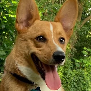 Winston the Philly Corgi