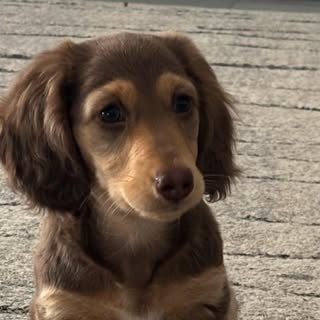 Brownie The Mini Dachshund 🐶🐾