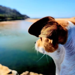 Scout the Jack Fox Terrier