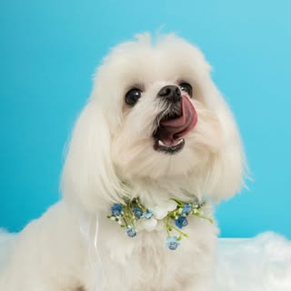 Maltese Chico