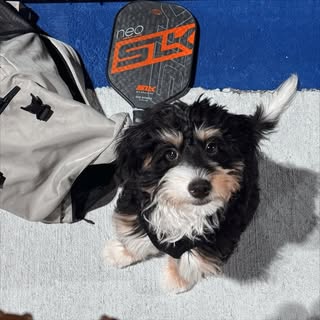 Barfi the Doodle