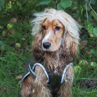 Mr. Watson | Cocker Spaniel UK