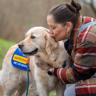 Ibu the Golden (hulp)hond