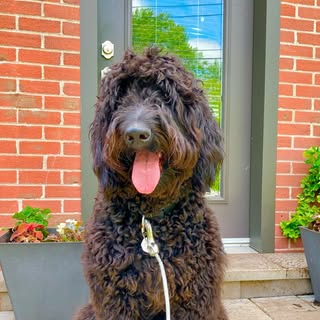 Lulu la goldendoodle 🐶