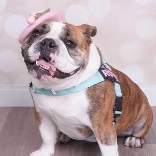 Rosie The Friendly Bulldog