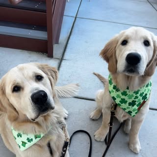 dallas_and_goose