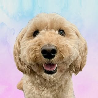 𝐎𝐋𝐋𝐈𝐄 🐾 F1 Mini Goldendoodle