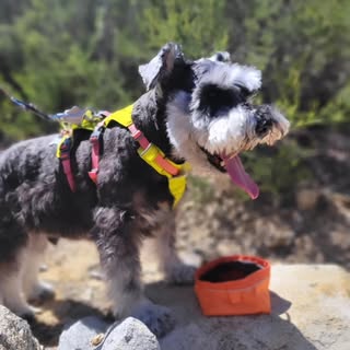 Lenny, the not so Mini Schnauzer