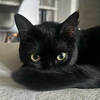 Tachi | Petfluencer & UGC Creator