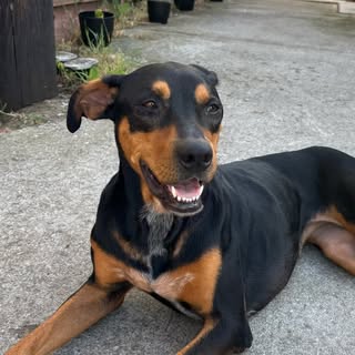Cece the Rescue Mix