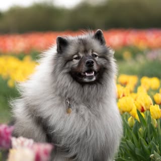 Mushroom the Keeshond