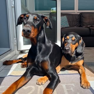 athomewiththedobermans