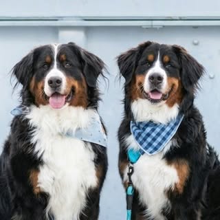 Millie + Finn | Bernese Mountain Dog Life
