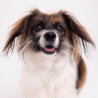 Ruthie | Rescue Advocate, Dog Fashion, & Joyful Days