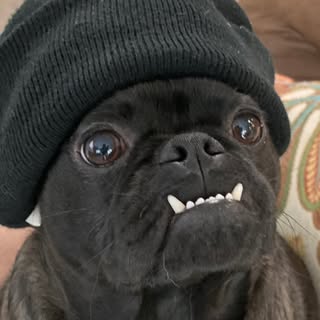 ᑕᕼᗩᖇᑕO TᕼE ᑭᑌG