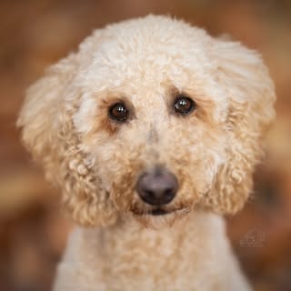 Roxy Koningspoedel 🐩