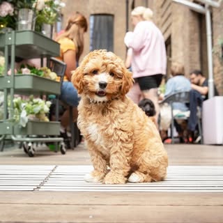 Cavapoo Cafe