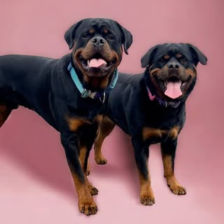 🎀Willow🎀& 💙Kendrick💙the Rottweilers