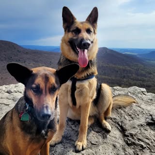 Trixie & Mia - Adventurous Hiking pups 🐾🥰🇺🇸