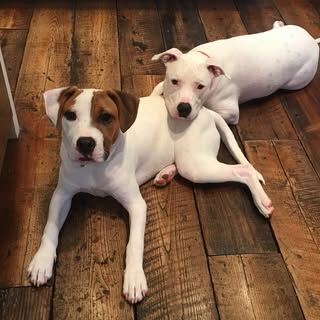 Fiona + Felix | Dog Bloggers | Rescue Pups