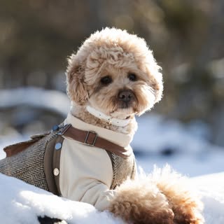 Yoda The Maltipoo