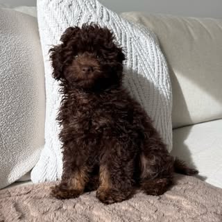 Milo | Chocolate Cavoodle 🤎