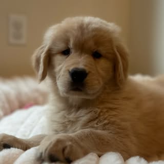 Posi the Golden