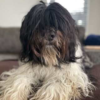 Bodhi